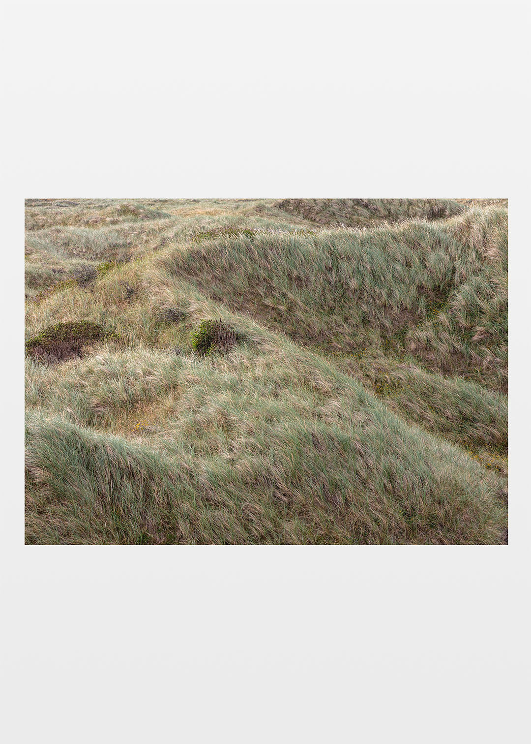 Marehalm fotografi