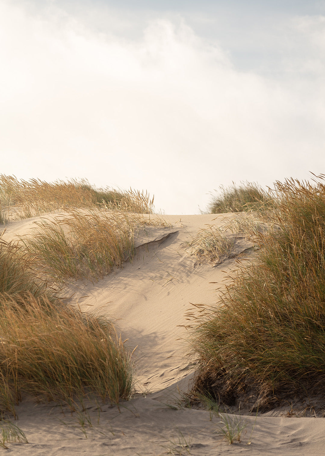 Fotografi af Vesterhavets klitter