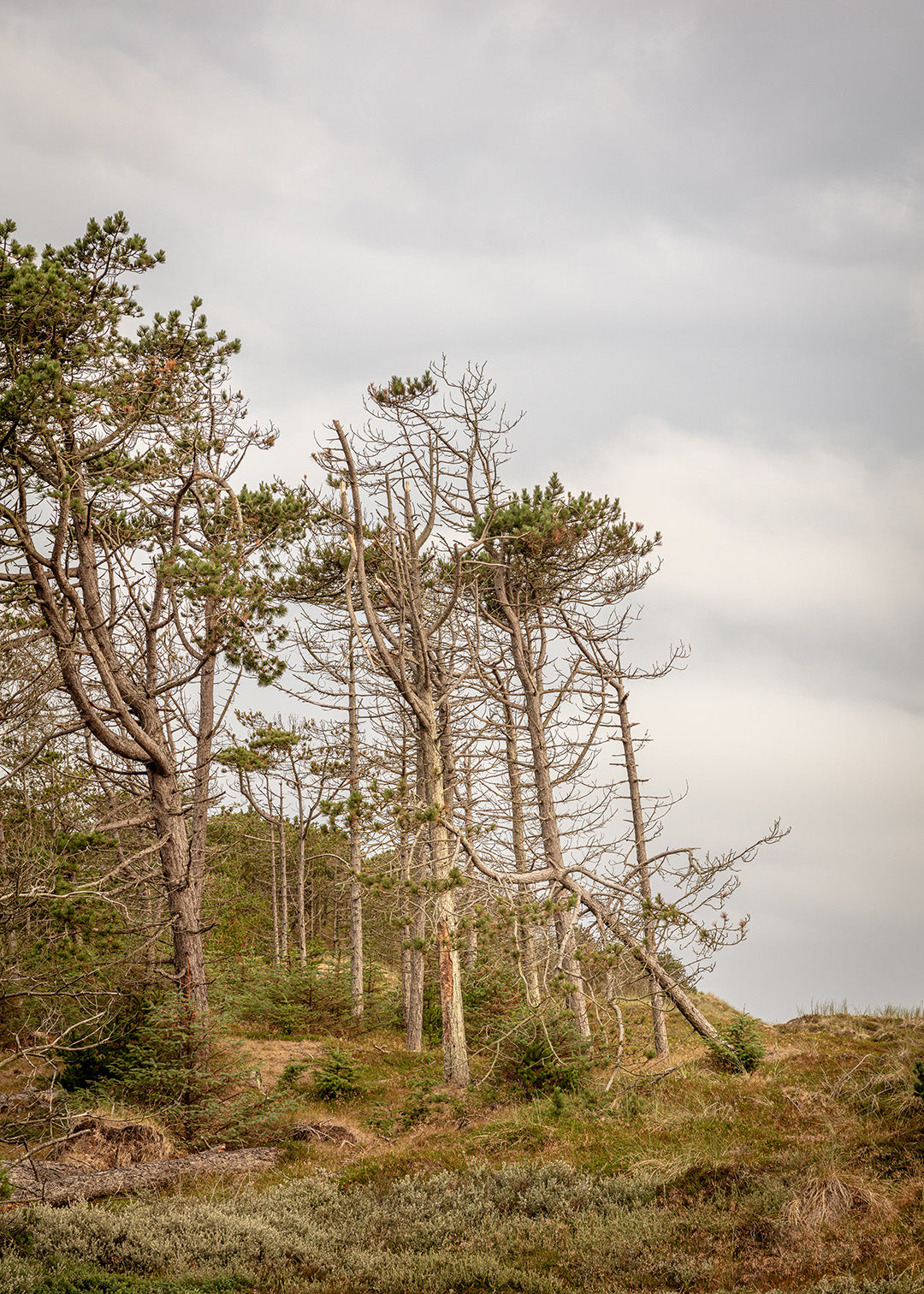 Fotografi af Lodbjerg Klitplantage