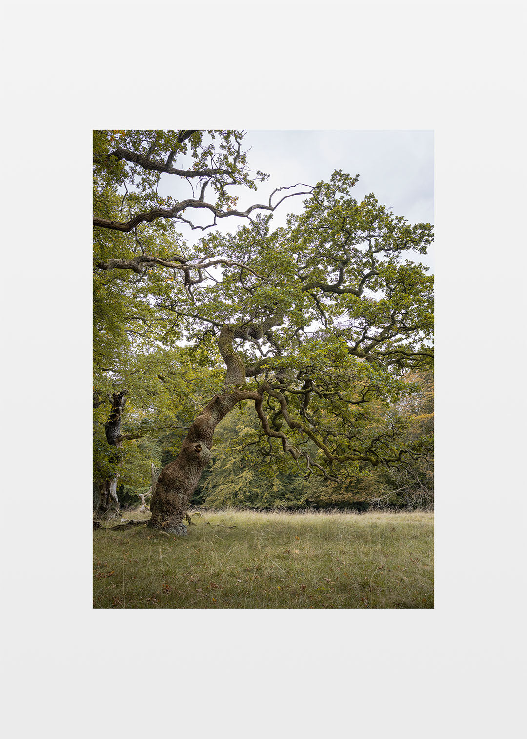 Naturplakat med en kroget eg i Jægersborg Dyrehave.