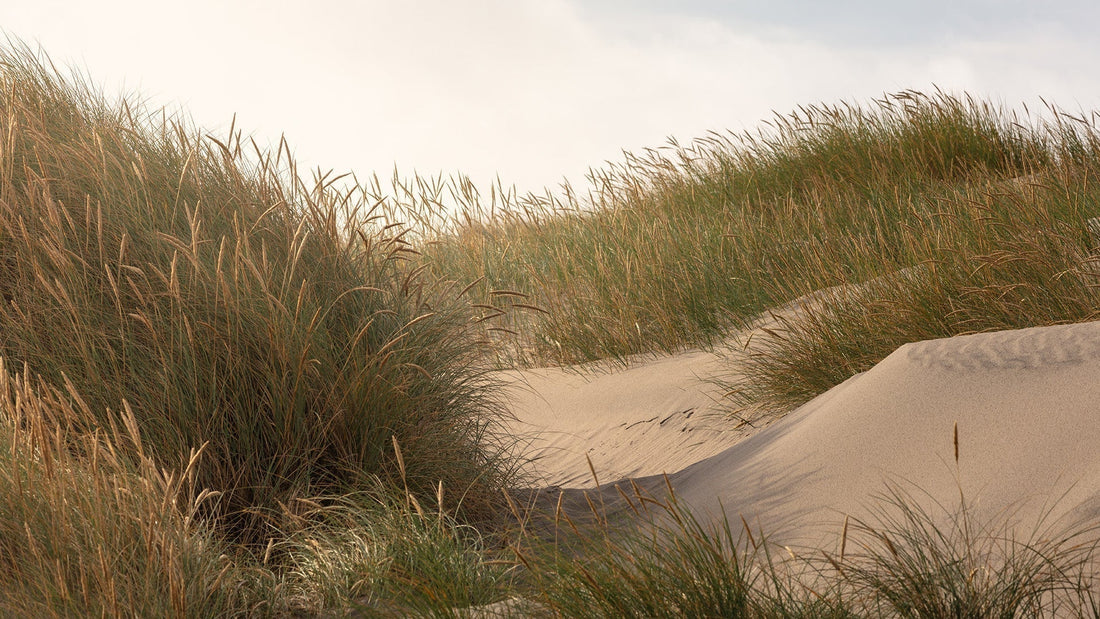 Smukt landskabsbillede fra Danmark