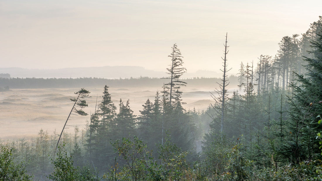Naturfotografi fra Nationalpark Thy med dis og klitlandskab