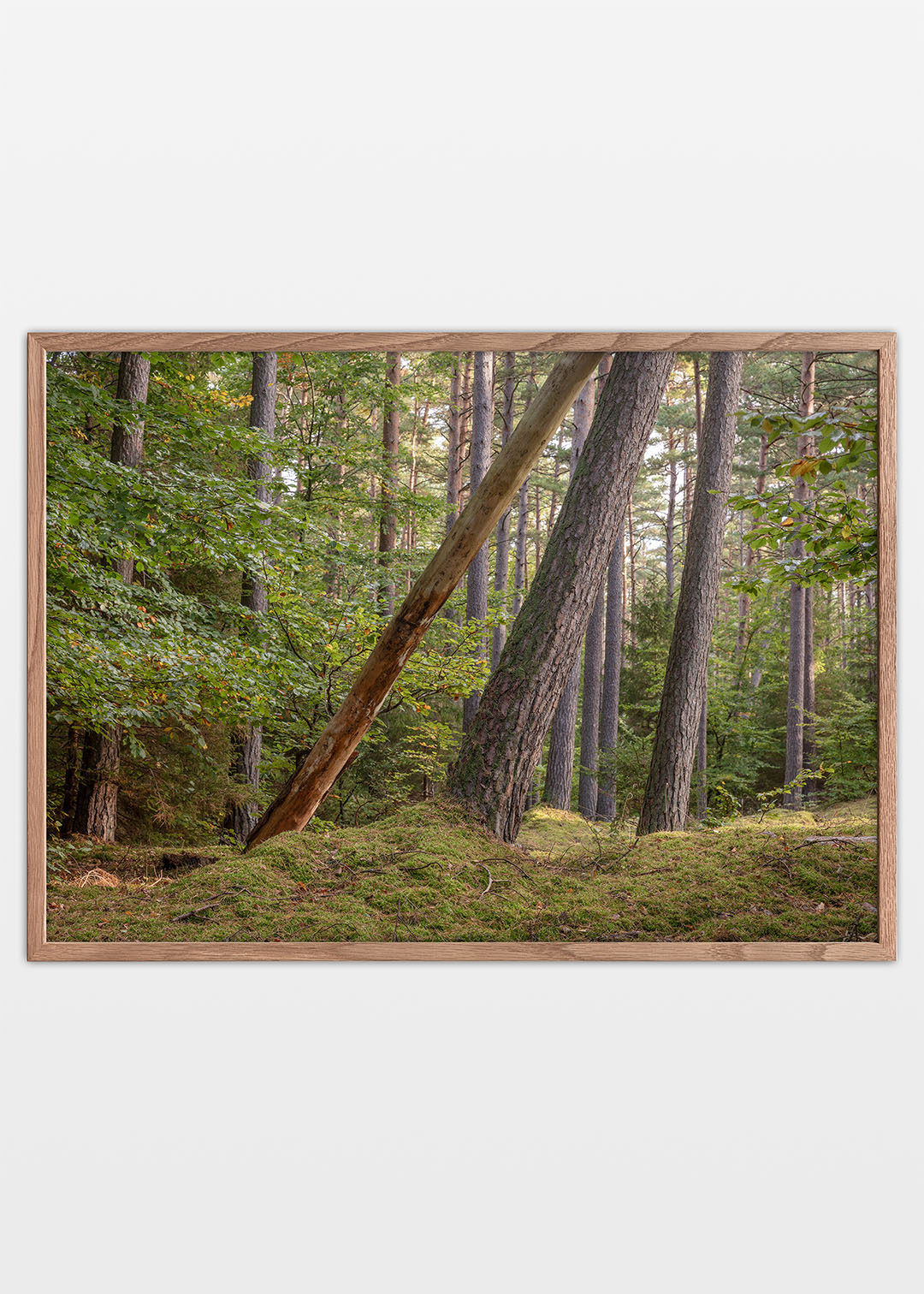 Tisvilde Hegn plakat – Mosdækket skovbund (vandret) | Foto Factory