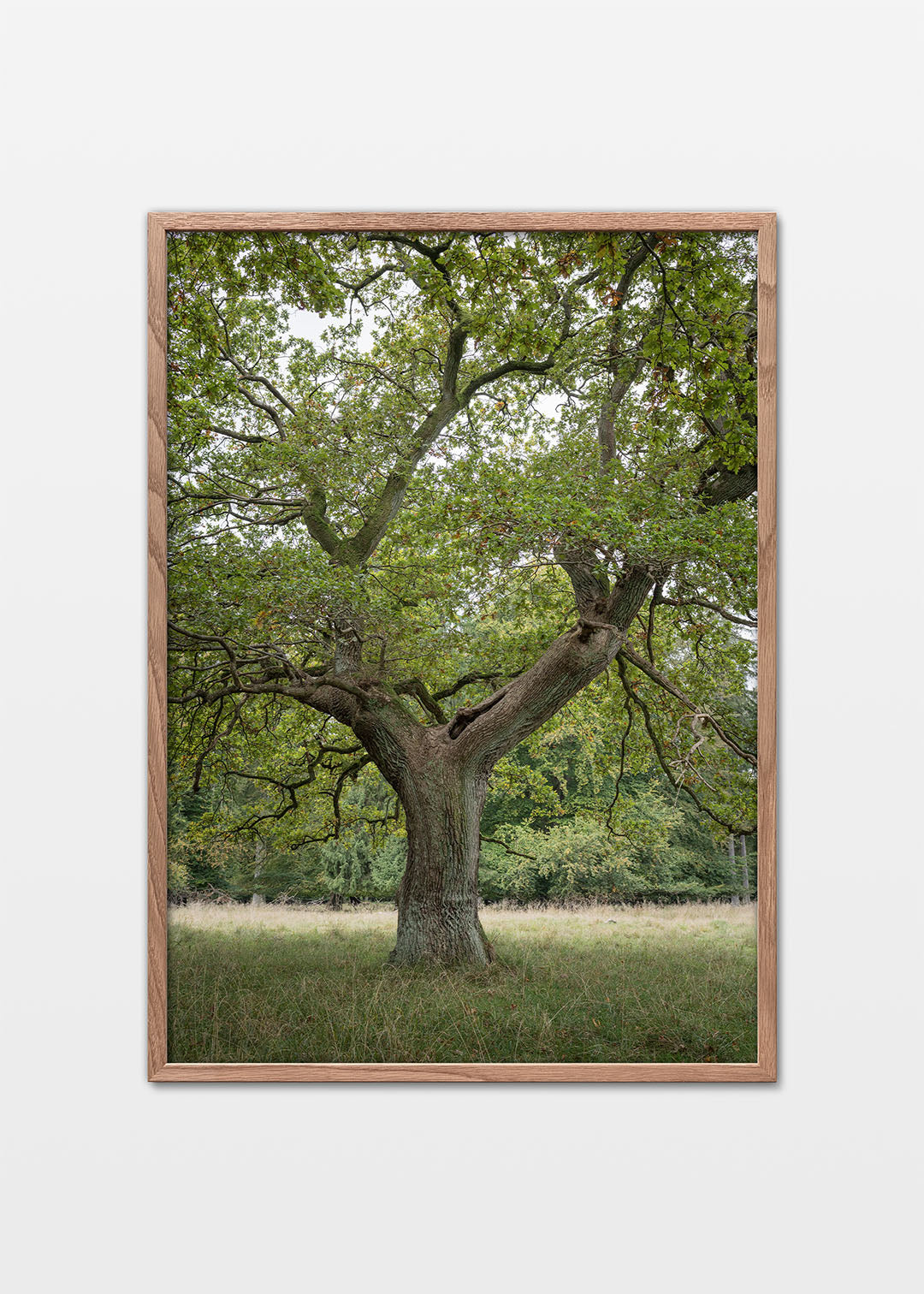 Naturplakat med et gammelt egetræ fra Jægersborg Dyrehave.