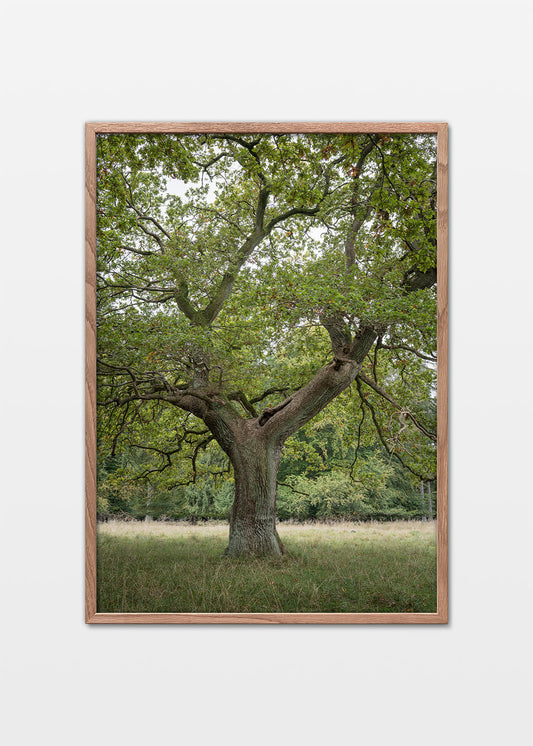 Naturplakat med et gammelt egetræ fra Jægersborg Dyrehave.